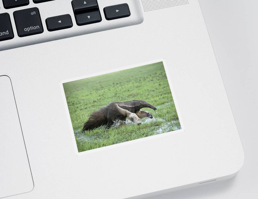 Giant Anteater Sticker featuring the photograph Giant Anteater #1 by M. Watson