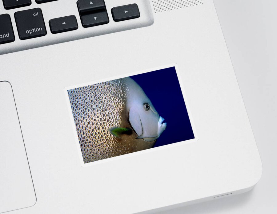 Angelfish Sticker featuring the photograph Gray Angelfish Pomacanthus Arcuatus #1 by Charles Angelo