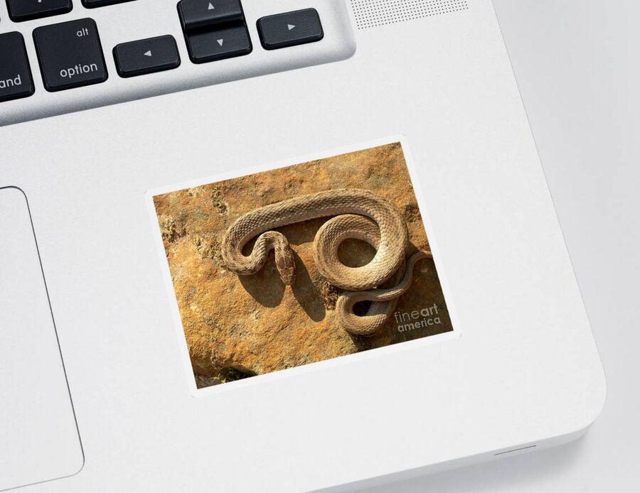 Nature Sticker featuring the photograph Juvenile Banded Water Snake #1 by Susan Leavines