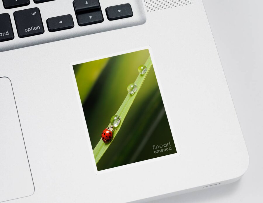 Colorful Sticker featuring the photograph Ladybug Drinking #3 by Scott Linstead