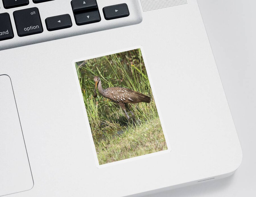 Limpkin Sticker featuring the photograph Limpkin In The Glades by Christiane Schulze Art And Photography