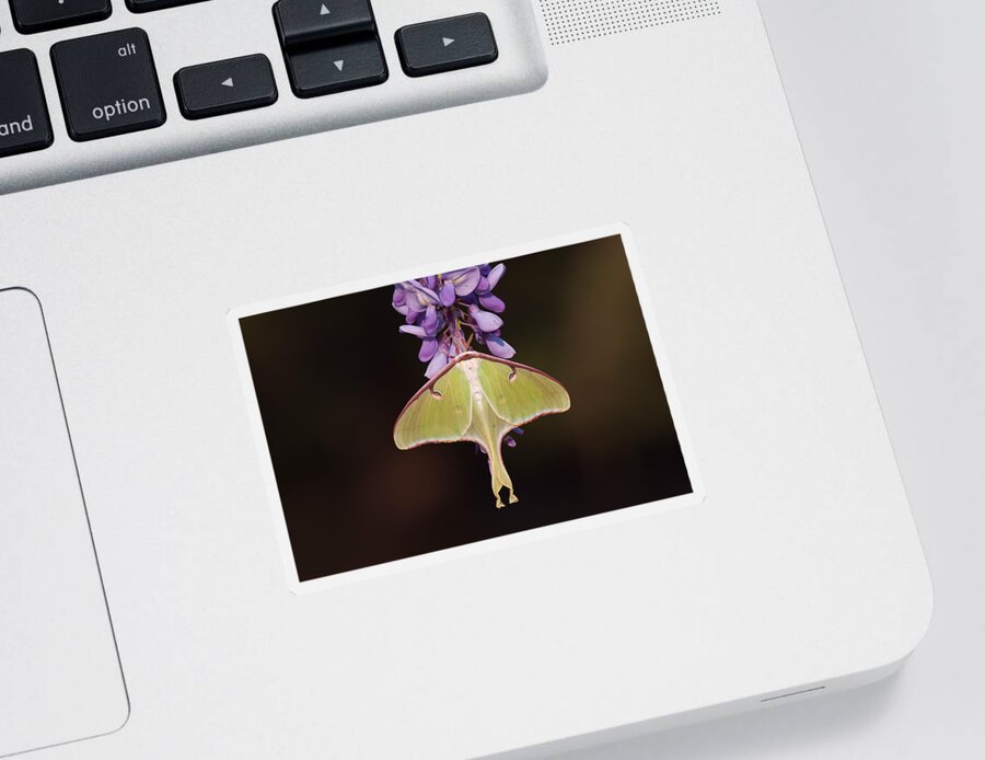 Arthropod Sticker featuring the photograph Luna Moth Female #1 by Jeffrey Lepore