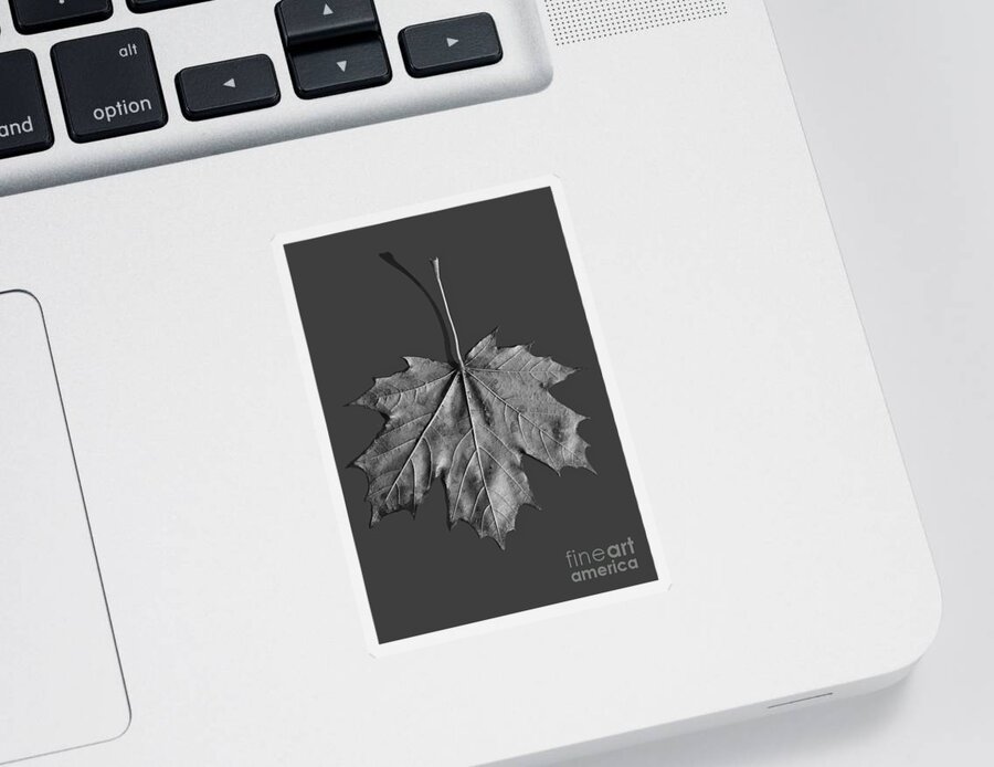 Maple Sticker featuring the photograph Maple Leaf #2 by Steven Ralser
