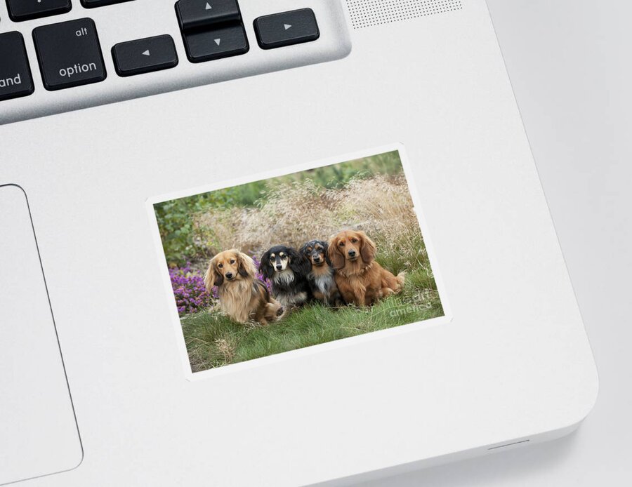 Dachshund Sticker featuring the photograph Miniature Long-haired Dachshunds #12 by John Daniels