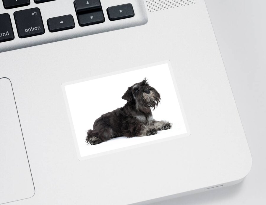Dog Sticker featuring the photograph Miniature Schnauzer Puppy #1 by Jean-Michel Labat