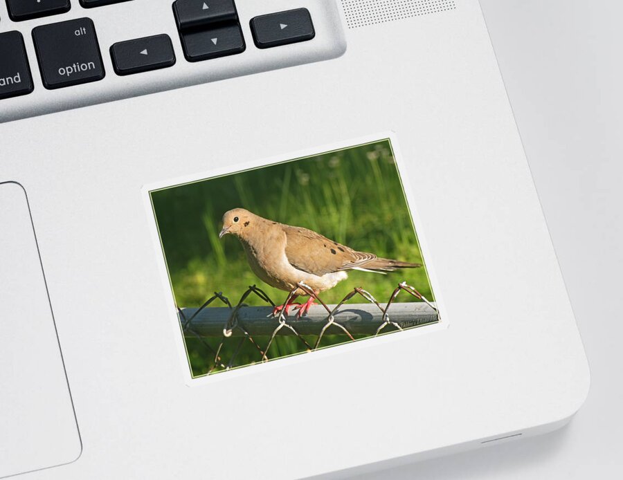 Nature Sticker featuring the photograph Morning Dove I #1 by Debbie Portwood