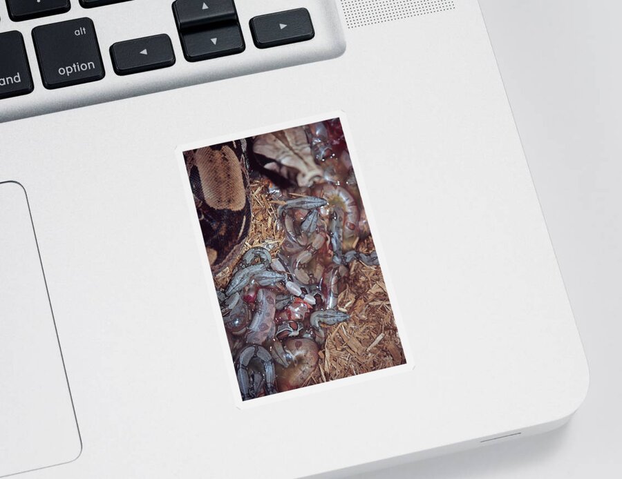 Animal Sticker featuring the photograph New Born Red-tail Boa Constrictors #1 by Paul Whitten