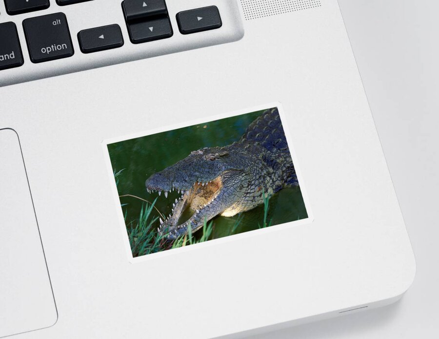 Croc Sticker featuring the photograph Nile Crocodile #1 by Nigel J. Dennis