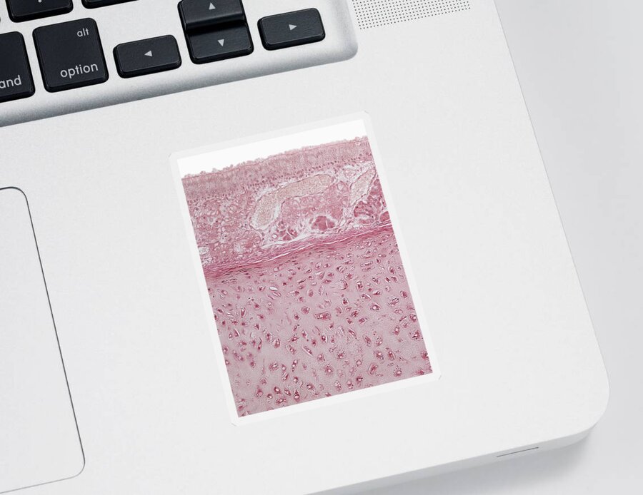 Light Micrograph Sticker featuring the photograph Olfactory Mucosa, Lm #1 by Science Stock Photography