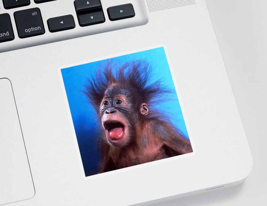 Animal Sticker featuring the photograph Orangutan Pongo Pygmaeus Baby #1 by Toni Angermayer