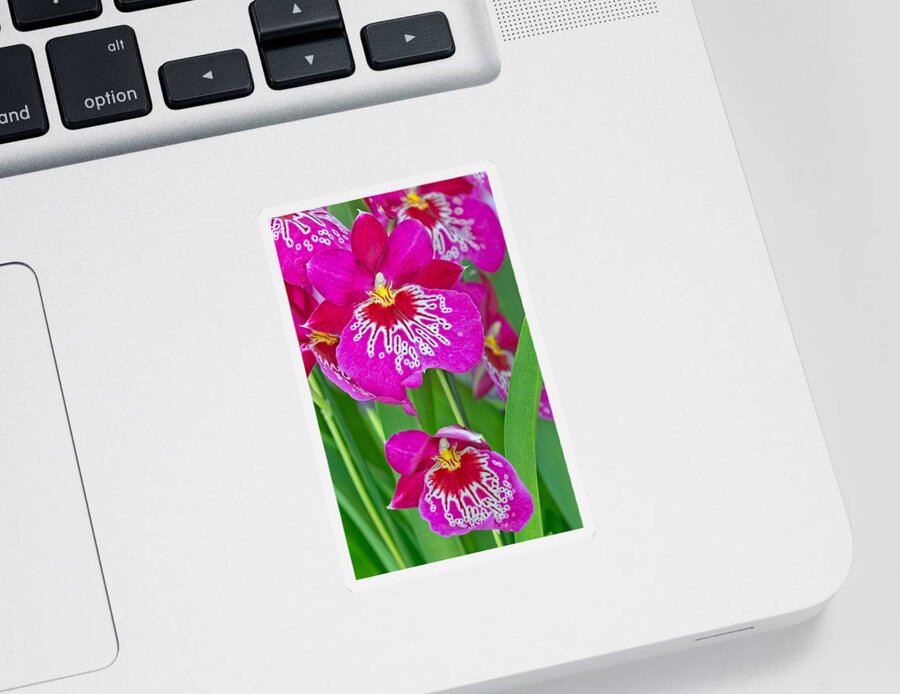Bloom Sticker featuring the photograph Orchid Flowers #1 by Michael Lustbader
