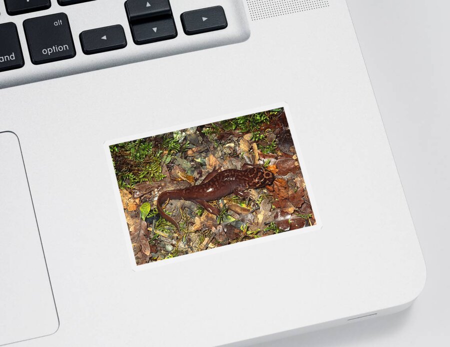 Amphibia Sticker featuring the photograph Pacific Giant Salamander by Karl H. Switak