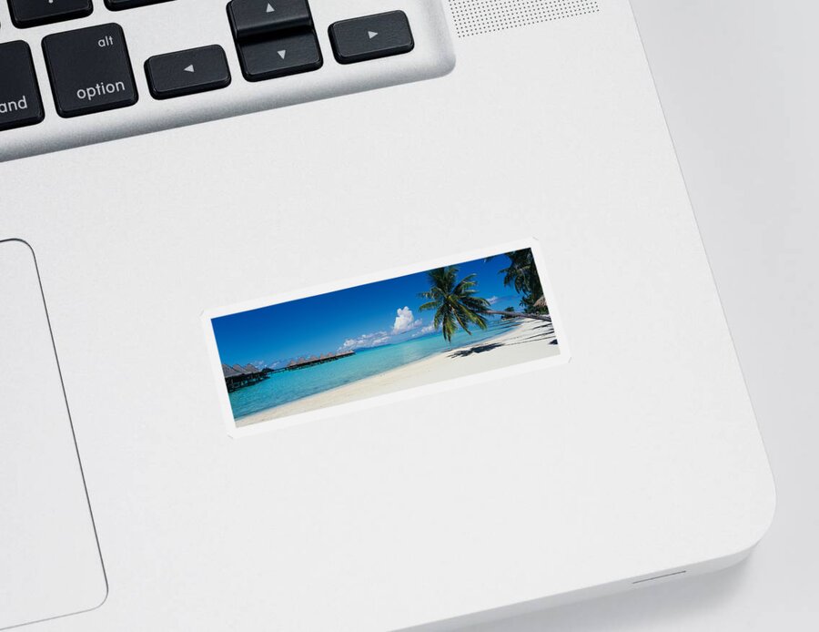 Photography Sticker featuring the photograph Palm Tree On The Beach, Moana Beach #1 by Panoramic Images
