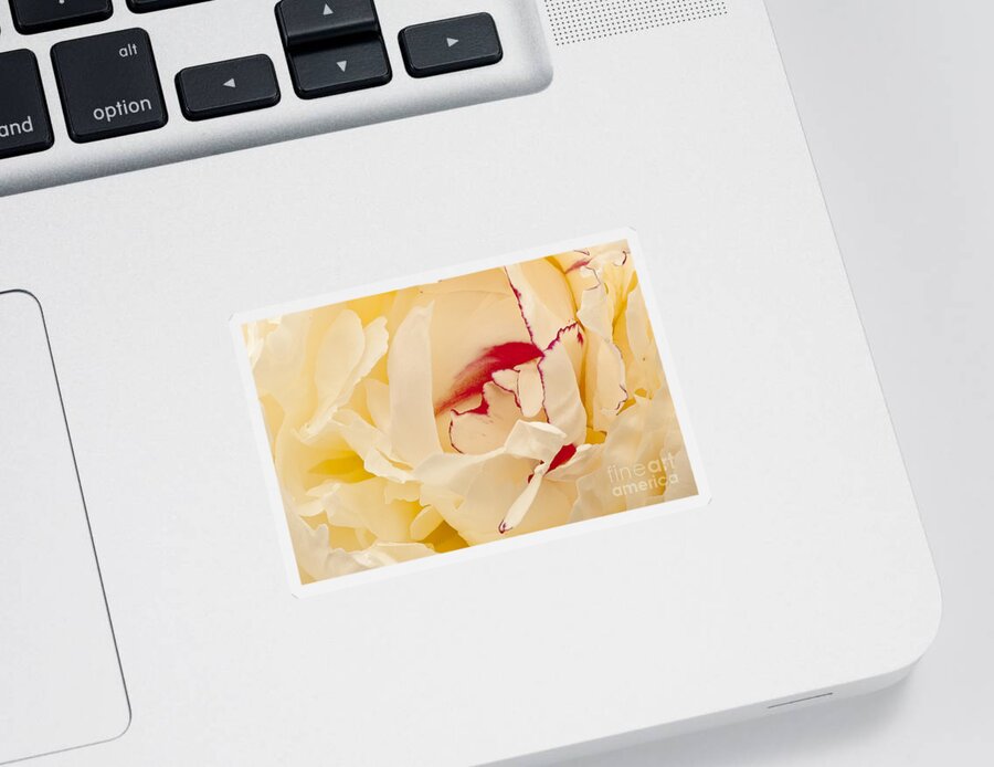 Flower Sticker featuring the photograph Peony by Steven Ralser