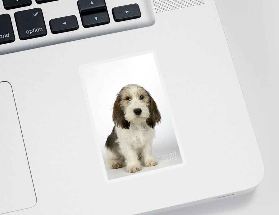 Dog Sticker featuring the photograph Petit Basset Griffon Vendeen #1 by John Daniels
