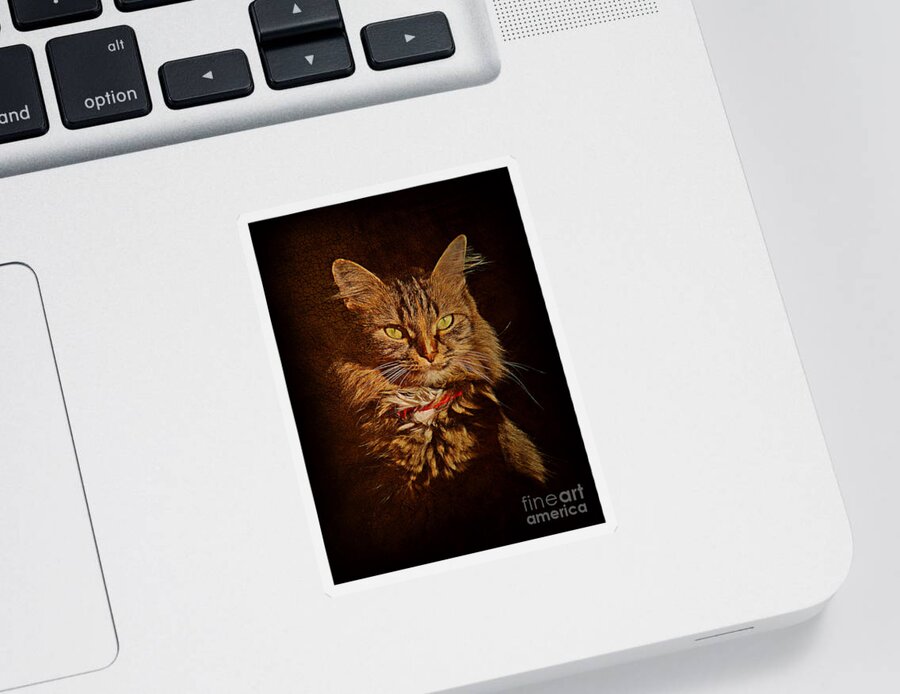 Cat Sticker featuring the photograph Portrait of a tramp cat #2 by Binka Kirova