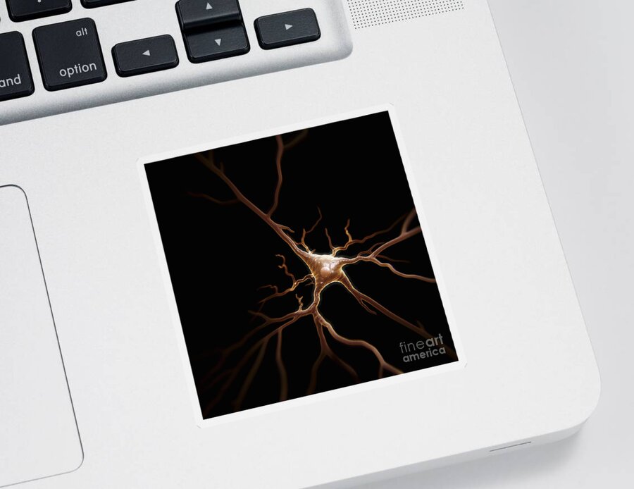 Anatomical Model Sticker featuring the photograph Pyramidal Neuron #1 by Science Picture Co