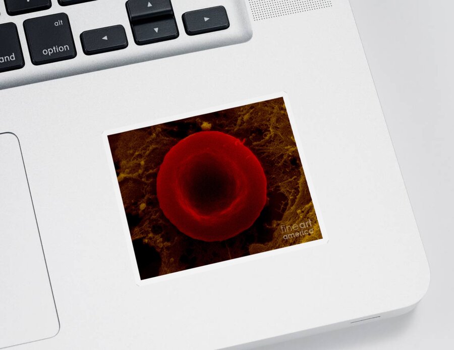 Blood Sticker featuring the photograph Red Blood Cell, Isotonic #1 by David M. Phillips