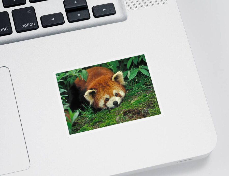 Ailuridae Sticker featuring the photograph Red Panda #1 by Thomas And Pat Leeson