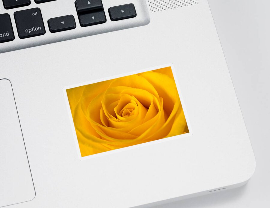 Rose Sticker featuring the photograph Rose by Scott Carruthers