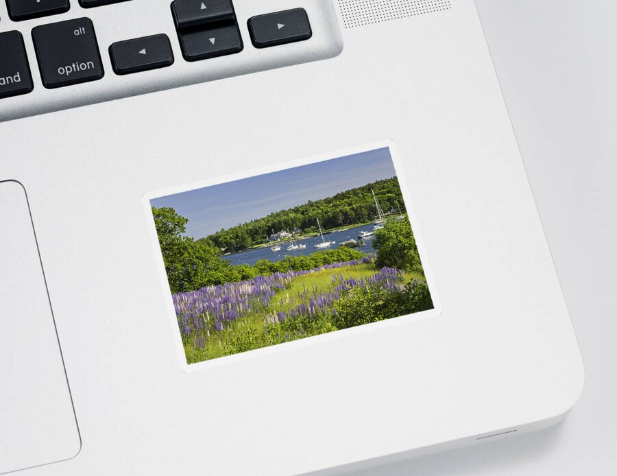 Maine Sticker featuring the photograph Round Pond Lupine Flowers on The Coast Of Maine #1 by Keith Webber Jr