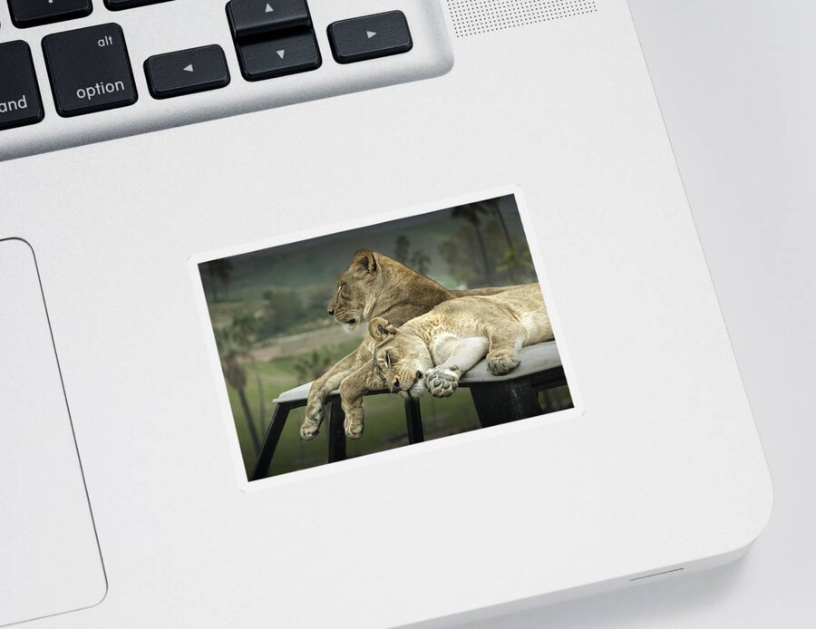 Lion Sticker featuring the photograph Sleeping Lions #1 by Randall Nyhof