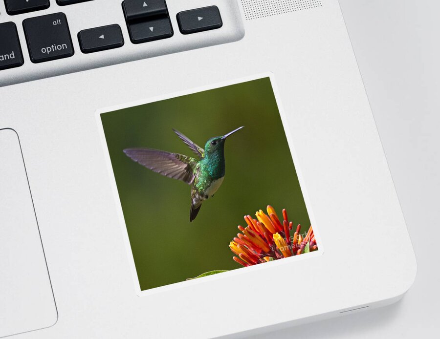 Bird Sticker featuring the photograph Snowy-bellied Hummingbird by Heiko Koehrer-Wagner