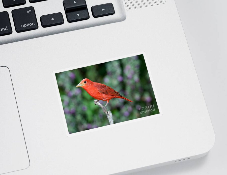 Summer Tanager Sticker featuring the photograph Summer Tanager #1 by Anthony Mercieca