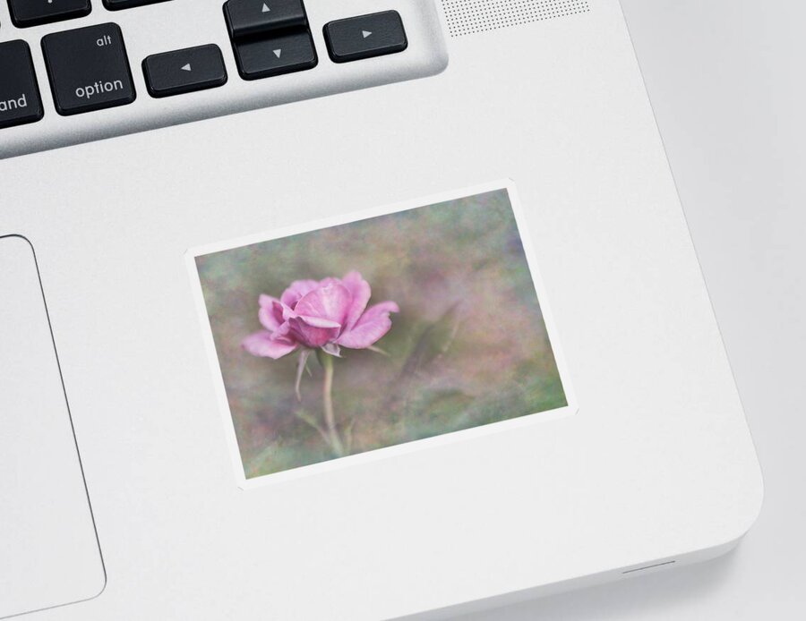 Bloom Sticker featuring the photograph The Rose #1 by David and Carol Kelly
