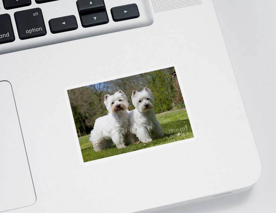 Dog Sticker featuring the photograph West Highland White Terriers #1 by John Daniels