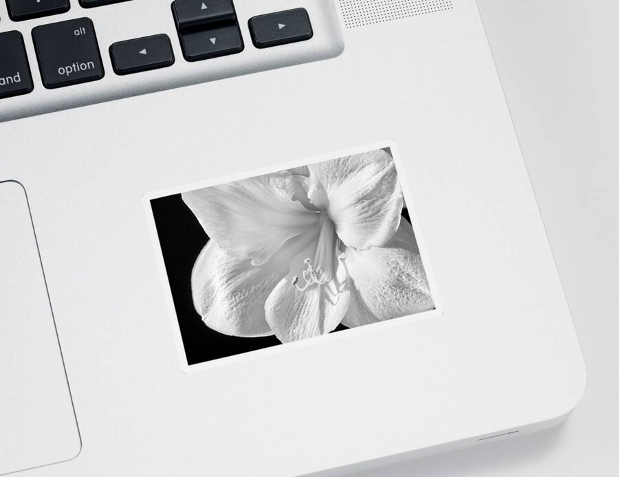 3scape Sticker featuring the photograph White Amaryllis #1 by Adam Romanowicz