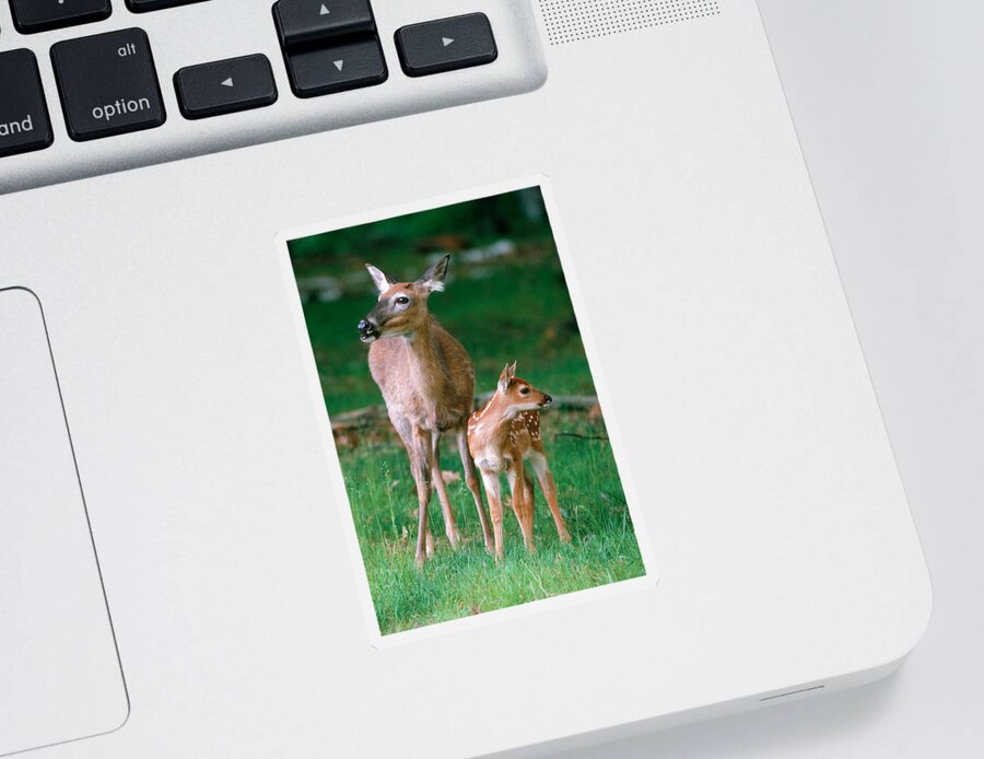 White-tailed Deer Sticker featuring the photograph Whitetail Doe And Fawn #1 by Stephen J. Krasemann