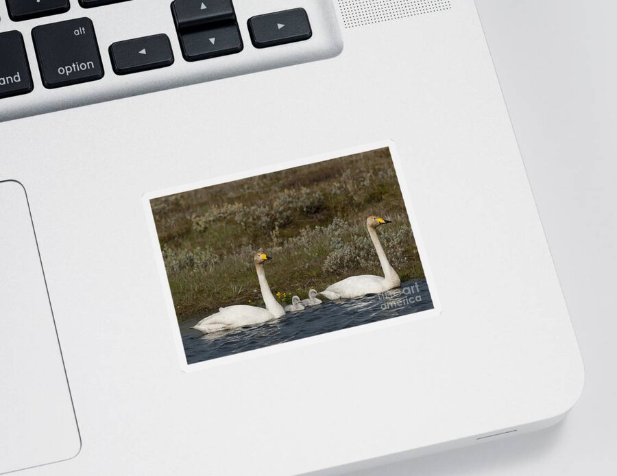 Cygnus Cygnus Sticker featuring the photograph Whooper Swan Family #1 by John Shaw