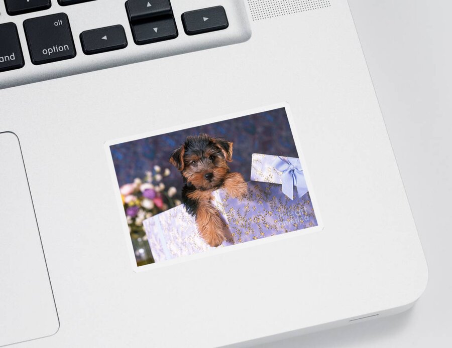 Animal Sticker featuring the photograph Yorkshire Terrier Puppy #2 by Alan and Sandy Carey