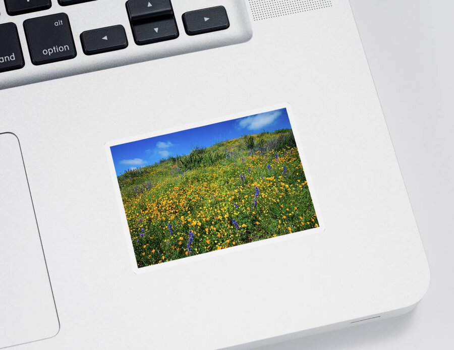 Photography Sticker featuring the photograph California Poppies Eschscholzia #10 by Panoramic Images