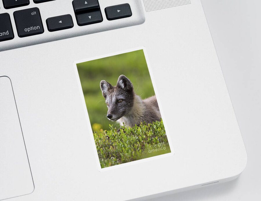 Arctic Fox Sticker featuring the photograph 111216p030 by Arterra Picture Library