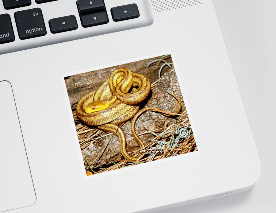 Yellow Rat Snake Sticker featuring the photograph Yellow Rat Snake #12 by Millard H. Sharp