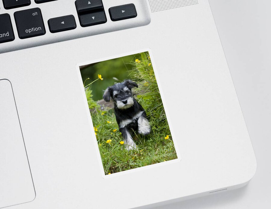 Dog Sticker featuring the photograph Schnauzer Puppy Dog #14 by John Daniels