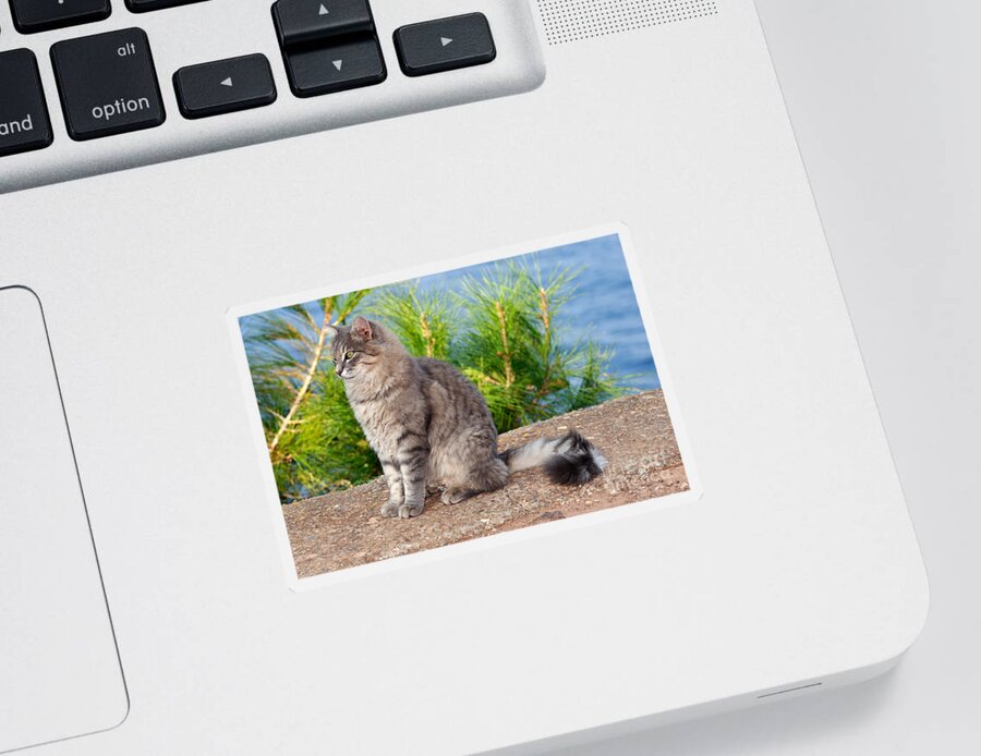 Cat Sticker featuring the photograph Cat in Hydra island #21 by George Atsametakis