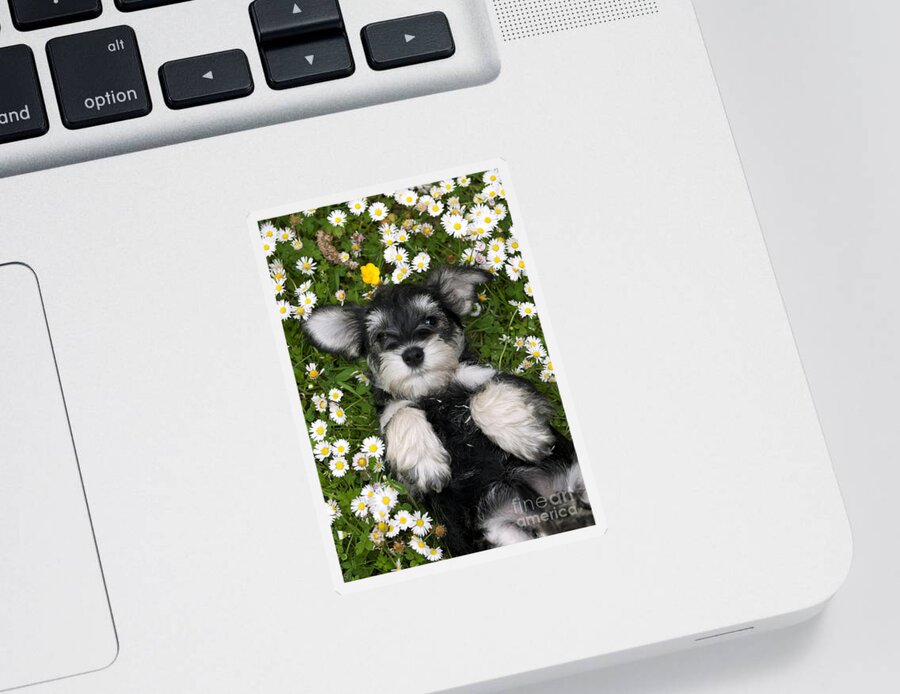Dog Sticker featuring the photograph Schnauzer Puppy Dog #5 by John Daniels