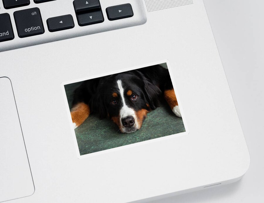 Photography Sticker featuring the photograph Portrait Of Bernese Mountain Dog #16 by Animal Images