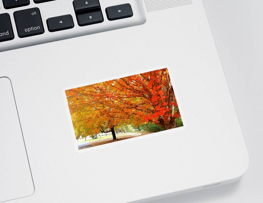 Fall Sticker featuring the photograph Fall Explosion of Color #17 by Kenny Glover
