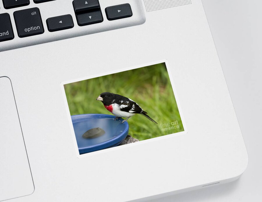 Animal Sticker featuring the photograph Male Rose-breasted Grosbeak #17 by Linda Freshwaters Arndt