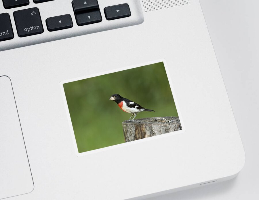 Nature Sticker featuring the photograph Male Rose-breasted Grosbeak #18 by Linda Freshwaters Arndt