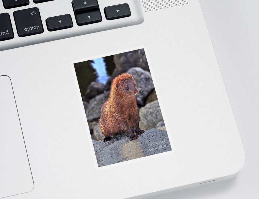 Mink Sticker featuring the photograph An American Mink by Kathy Baccari