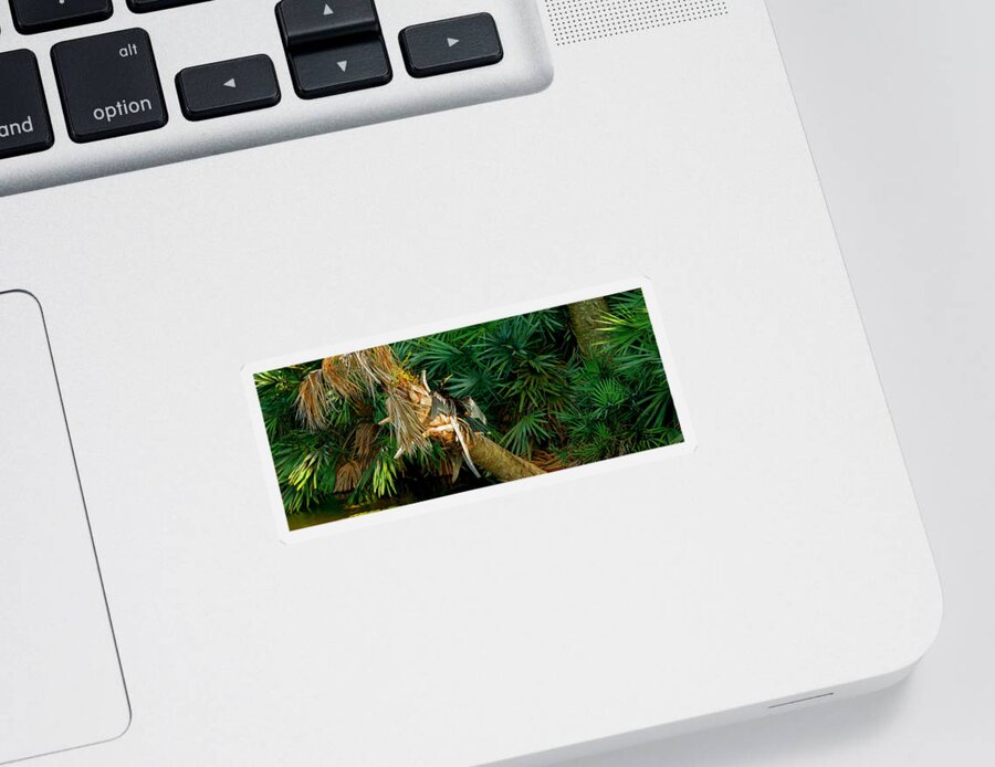 Photography Sticker featuring the photograph Anhinga Anhinga Anhinga On A Tree #2 by Panoramic Images