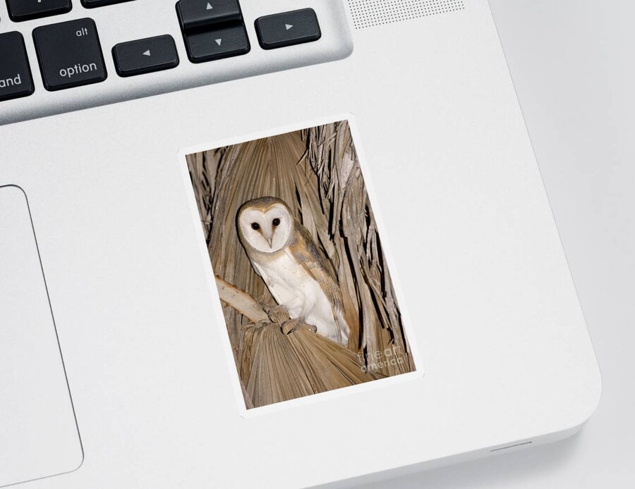 Alertness Sticker featuring the photograph Barn Owl Tyto alba #2 by Eyal Bartov