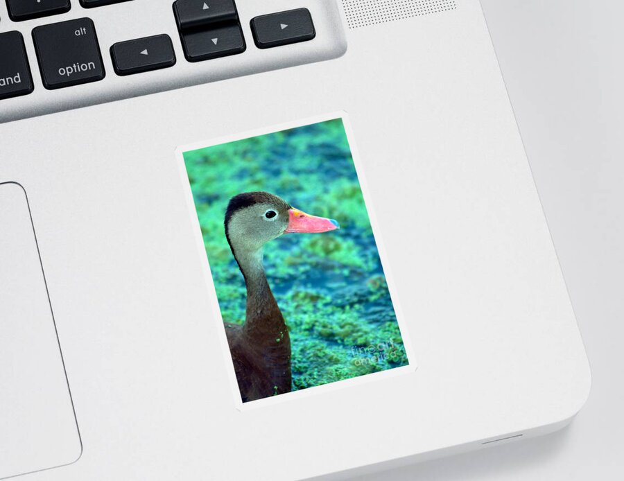Nature Sticker featuring the photograph Black-bellied Whistling-duck #2 by Mark Newman