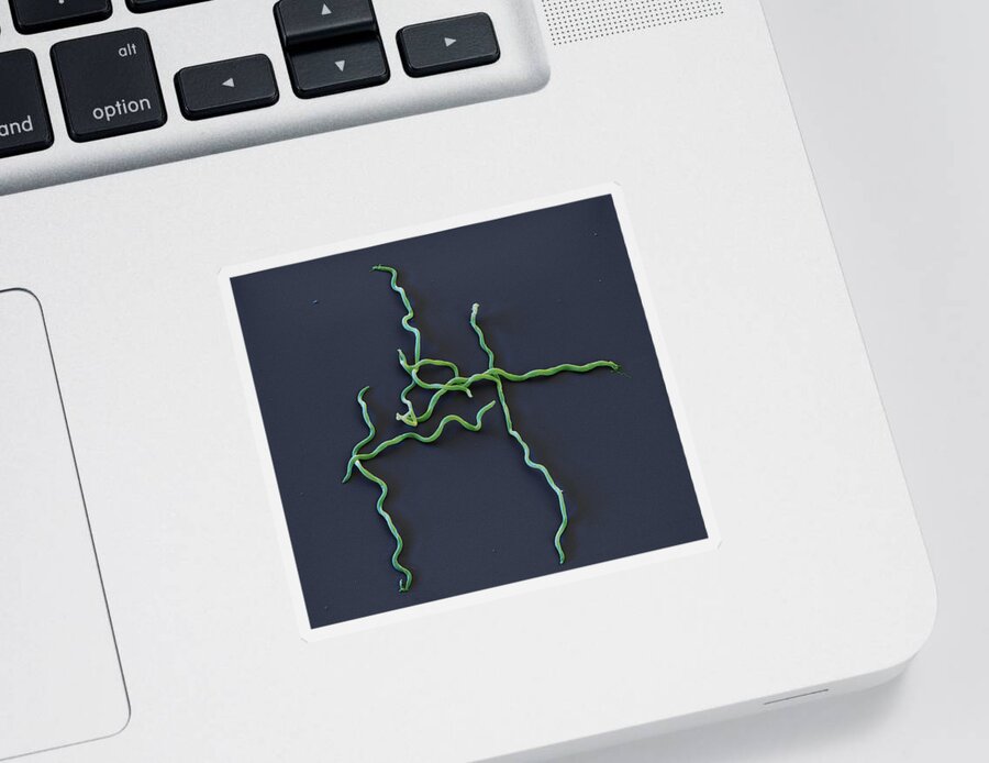 Lyme Disease Sticker featuring the photograph Borrelia Bavariensis, Sem #2 by Eye of Science
