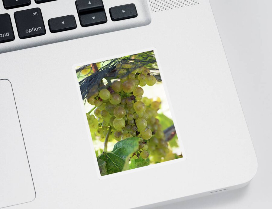 Photography Sticker featuring the photograph Chardonnay Grapes On Vine #2 by Panoramic Images